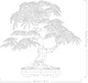 LEGO® Botanicals 10348 - Vöröslevelű japán juhar bonsai