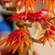 LEGO® Botanicals 10348 - Vöröslevelű japán juhar bonsai