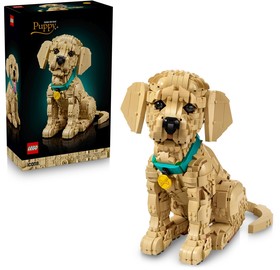 Golden retriever kutyus
