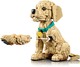 LEGO® ICONS 11384 - Golden retriever kutyus