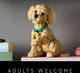 LEGO® ICONS 11384 - Golden retriever kutyus