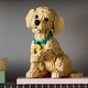 LEGO® ICONS 11384 - Golden retriever kutyus