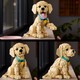 LEGO® ICONS 11384 - Golden retriever kutyus