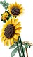 LEGO® Botanicals 11502 - Napraforgócsokor