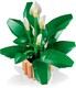 LEGO® Botanicals 11504 - Vitorlavirág