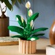 LEGO® Botanicals 11504 - Vitorlavirág