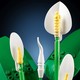 LEGO® Botanicals 11504 - Vitorlavirág