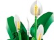 LEGO® Botanicals 11504 - Vitorlavirág