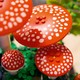 LEGO® Botanicals 11505 - Erdei gombák