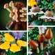 LEGO® Botanicals 11505 - Erdei gombák