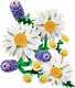 LEGO® Botanicals 11508 - Százszorszépek