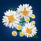 LEGO® Botanicals 11508 - Százszorszépek