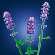 LEGO® Botanicals 11508 - Százszorszépek