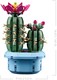 LEGO® Botanicals 11509 - Virágzó kaktusz