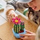 LEGO® Botanicals 11509 - Virágzó kaktusz