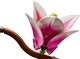 LEGO® Botanicals 11510 - Magnóliaágak