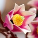 LEGO® Botanicals 11510 - Magnóliaágak