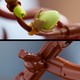 LEGO® Botanicals 11510 - Magnóliaágak