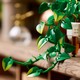 LEGO® Botanicals 11512 - Szobai futóka