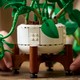 LEGO® Botanicals 11512 - Szobai futóka