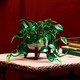 LEGO® Botanicals 11512 - Szobai futóka