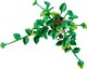 LEGO® Botanicals 11512 - Szobai futóka
