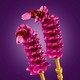 LEGO® Botanicals 11514 - Pillangóvirágok
