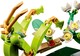 LEGO® ICONS 21342 - A rovargyűjtemény