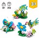LEGO® Creator 3in1 31384 - Vadállatok: Színpompás kolibri