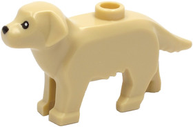 Golden Retriever kutyus
