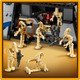 LEGO® Star Wars™ 75435 - Szeparatisták MTT™ csapatszállítója a feluciai csatában