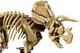 LEGO® Jurassic World 77985 - Dinoszaurusz maradványok: Triceratops