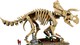 LEGO® Jurassic World 77985 - Dinoszaurusz maradványok: Triceratops