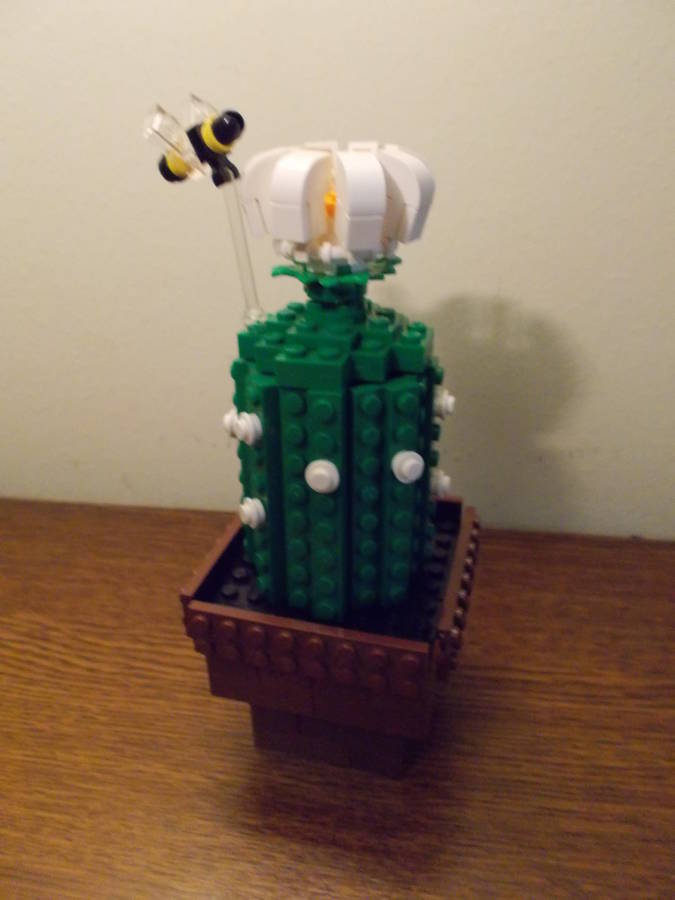 Kishúgom kérte (1): Kaktusz