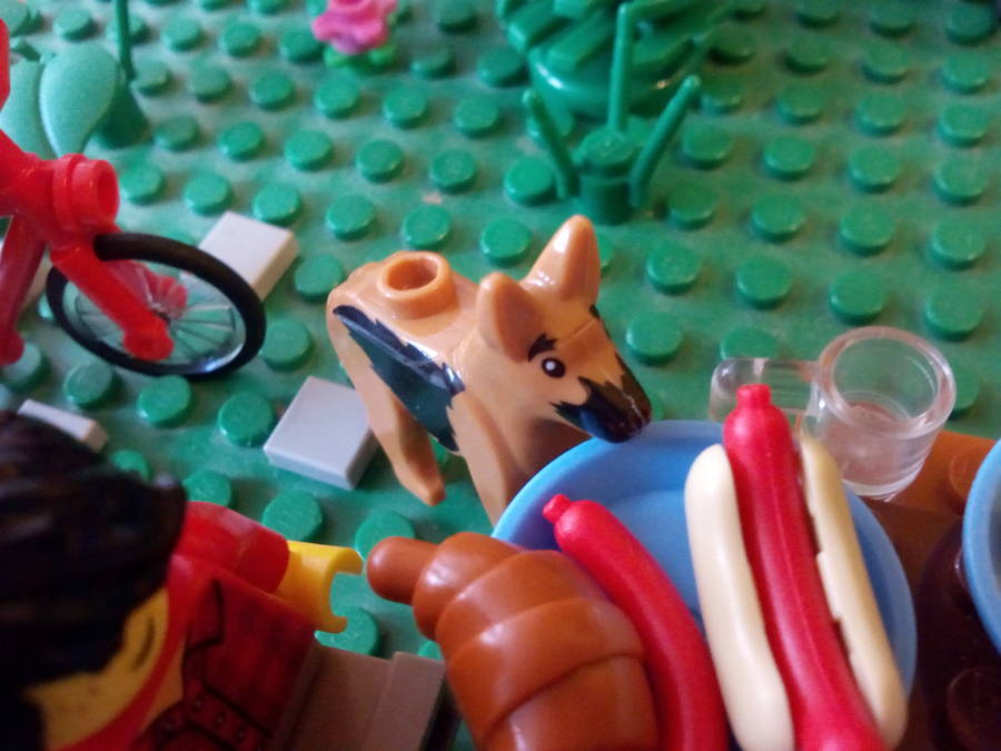 A tűzbe vetett könyvek