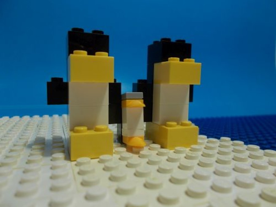 Pingvinfióka megmentése